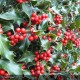 ILEX aquifolium