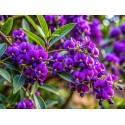 HARDENBERGIA violacea