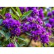HARDENBERGIA violacea