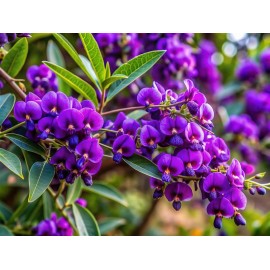 HARDENBERGIA violacea