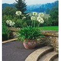AGAPANTHUS africanus Blanche