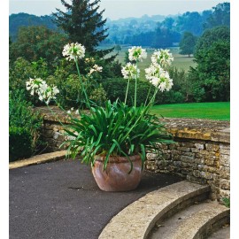 AGAPANTHUS africanus Blanche