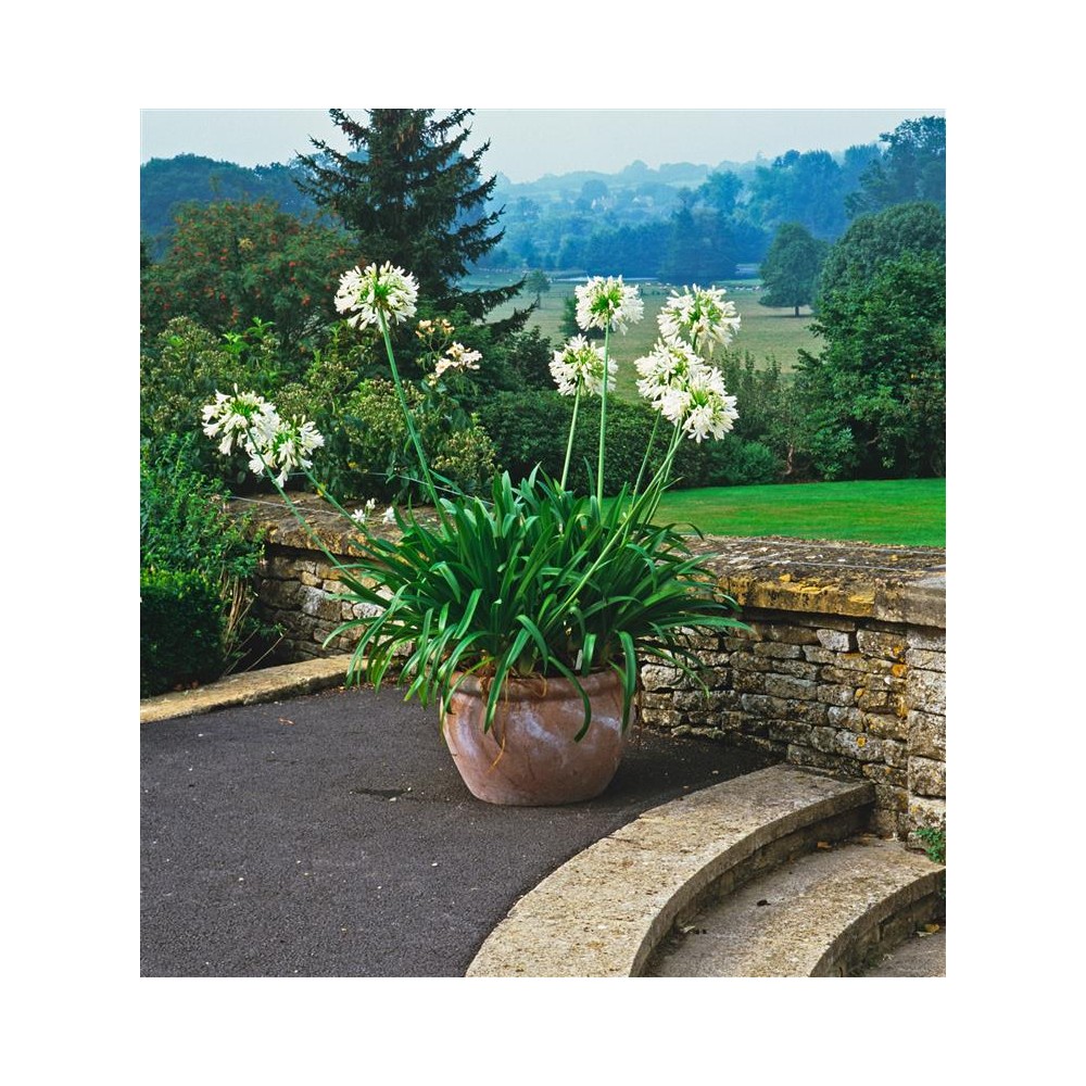 AGAPANTHUS africanus Blanche