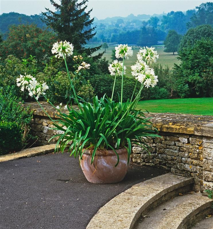 AGAPANTHUS africanus Blanche - Ppinires de Corme-Royal
