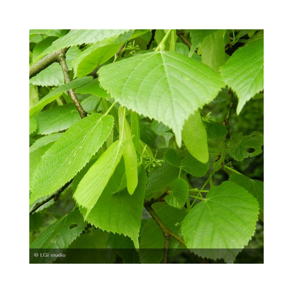 TILIA platyphyllos