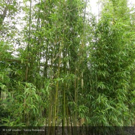 ARUNDINARIA fastuosa