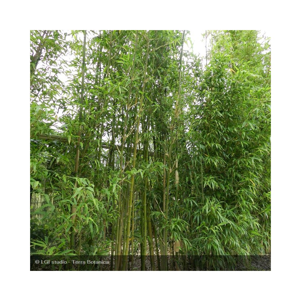 ARUNDINARIA fastuosa