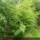 PHYLLOSTACHYS aurea