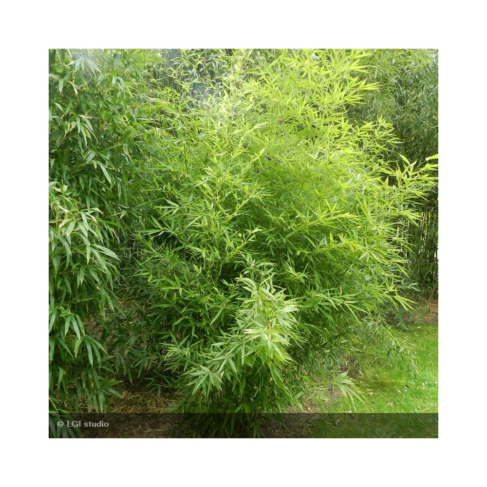 PHYLLOSTACHYS aurea