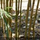 PHYLLOSTACHYS aurea