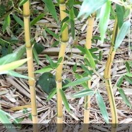 PHYLLOSTACHYS aureosulcata Spectabilis