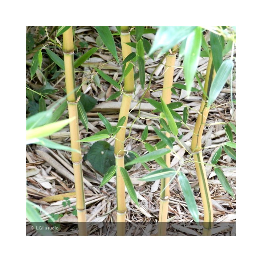 PHYLLOSTACHYS aureosulcata Spectabilis