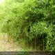 PHYLLOSTACHYS aureosulcata Spectabilis