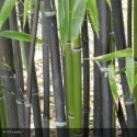 PHYLLOSTACHYS nigra