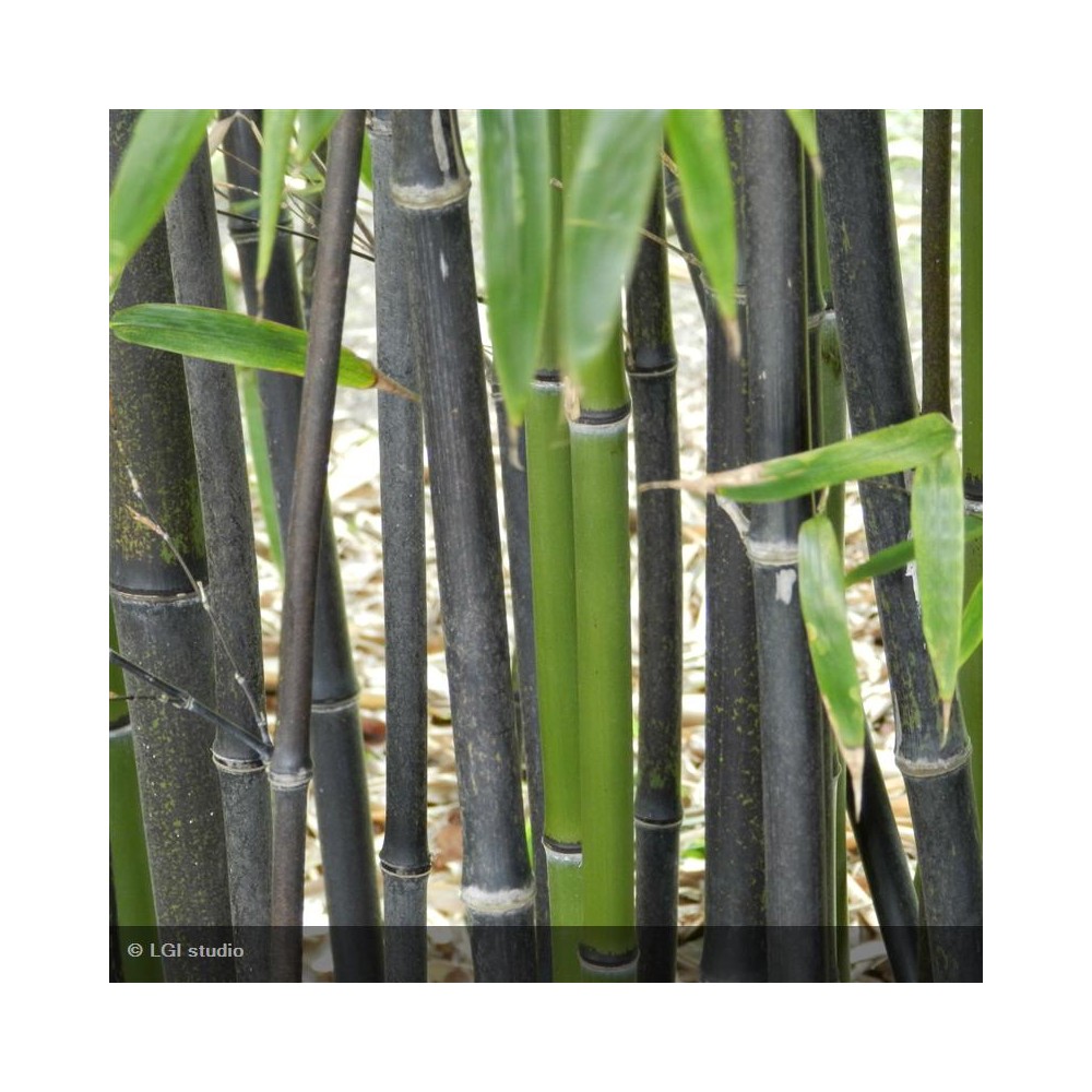 PHYLLOSTACHYS nigra