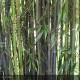 PHYLLOSTACHYS nigra