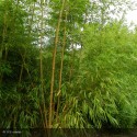 PHYLLOSTACHYS vivax Aureocaulis