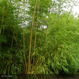 PHYLLOSTACHYS vivax Aureocaulis