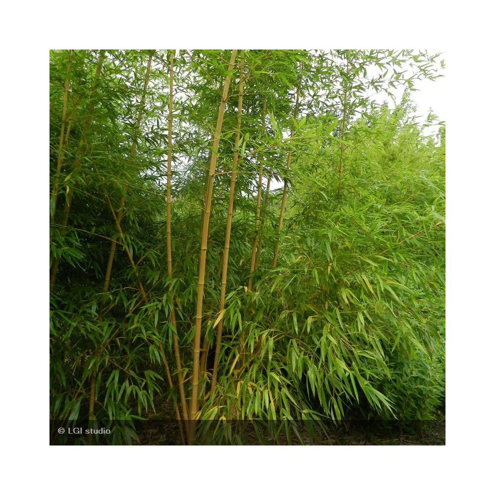 PHYLLOSTACHYS vivax Aureocaulis