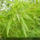 PHYLLOSTACHYS vivax Aureocaulis