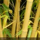 PHYLLOSTACHYS vivax Aureocaulis