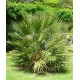 CHAMAEROPS humilis