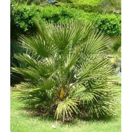 CHAMAEROPS humilis