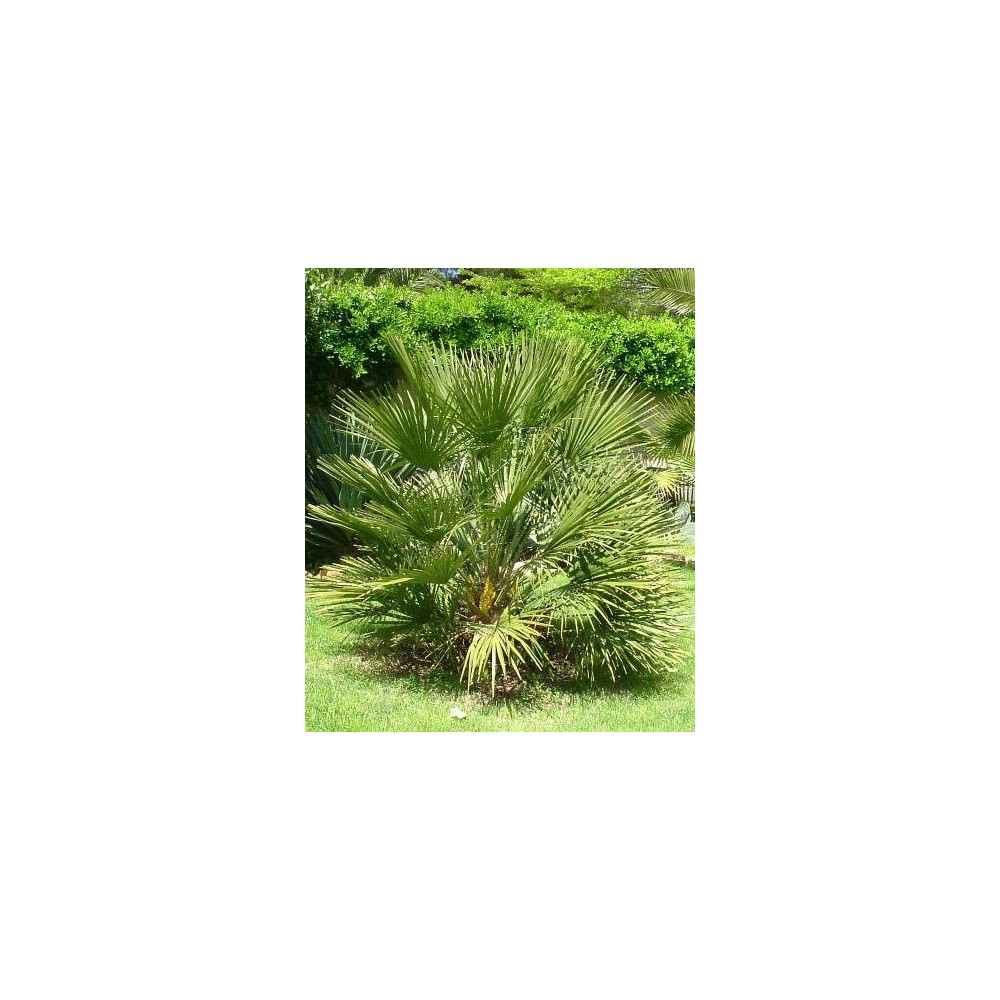 CHAMAEROPS humilis