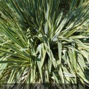 YUCCA filamentosa Bright Edge