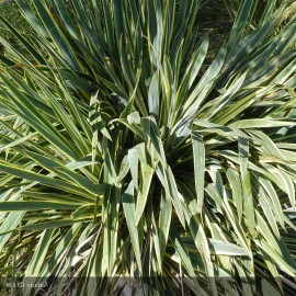 YUCCA filamentosa Bright Edge