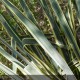 YUCCA filamentosa Bright Edge