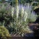 YUCCA filamentosa Bright Edge