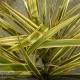 PHORMIUM Golden Ray