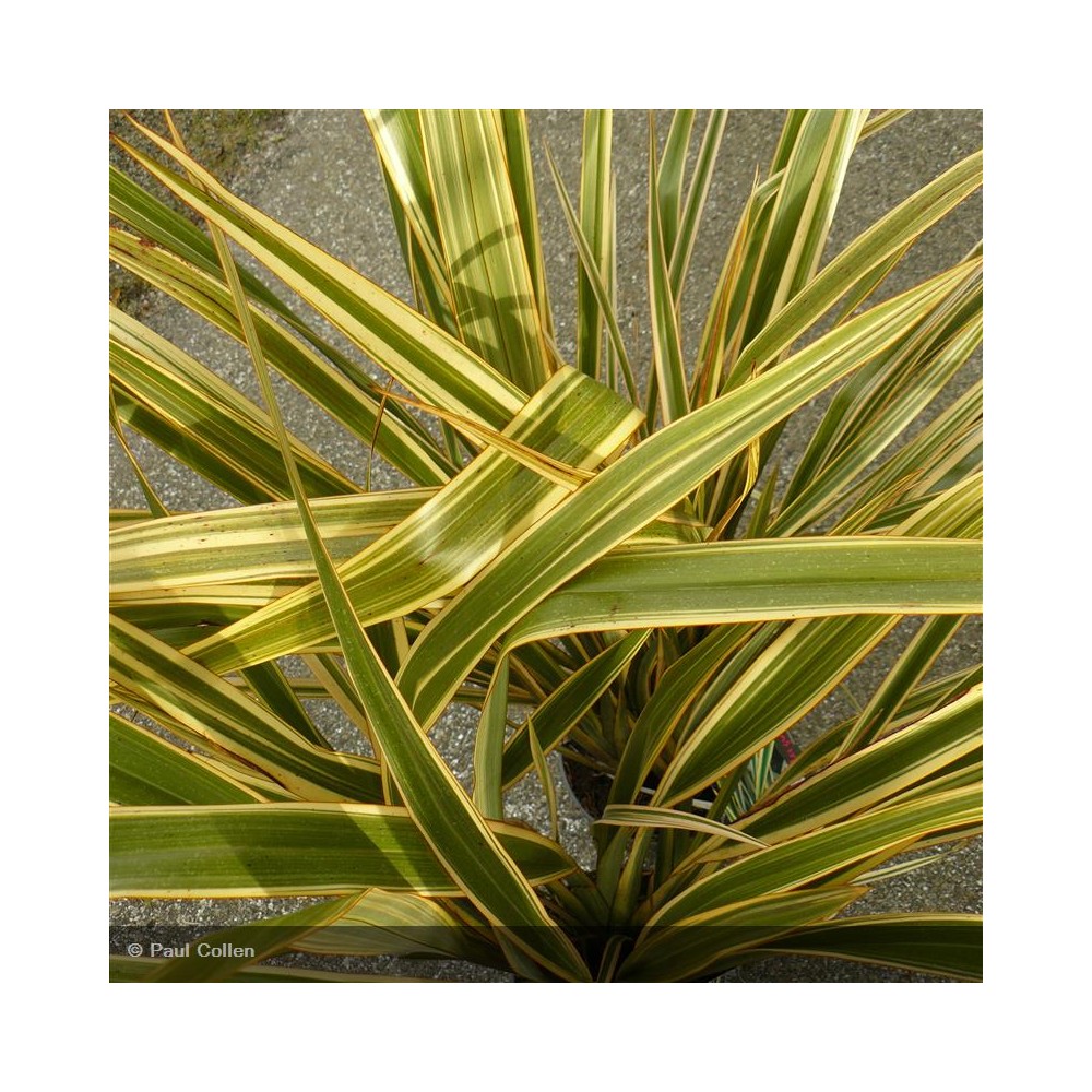 PHORMIUM Golden Ray