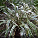 PHORMIUM cookianum Tricolor