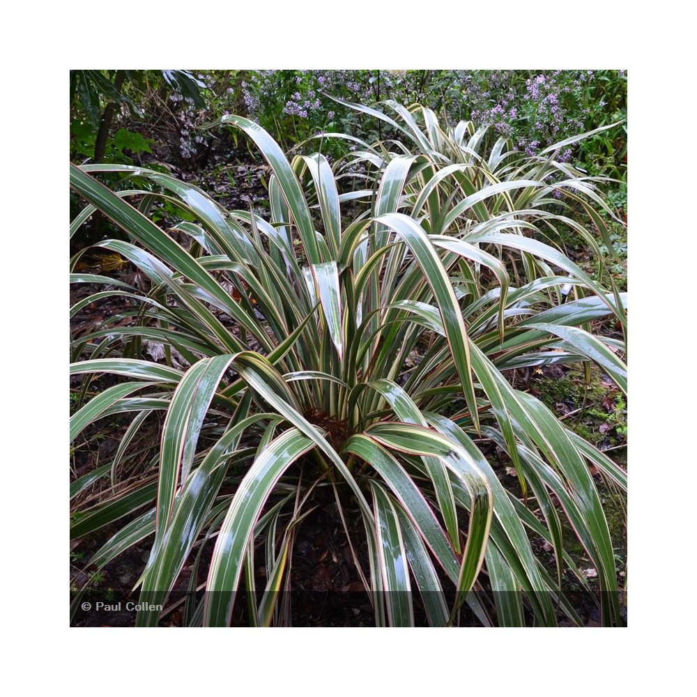 PHORMIUM cookianum Tricolor