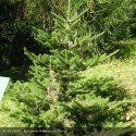 ABIES nordmanniana