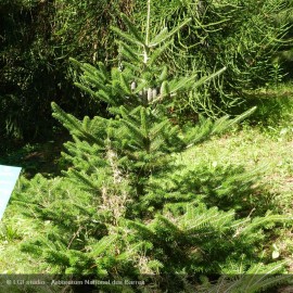 ABIES nordmanniana