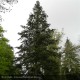 ABIES nordmanniana