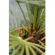 CHAMAEROPS humilis
