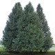 CEDRUS atlantica Glauca