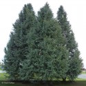CEDRUS atlantica Glauca