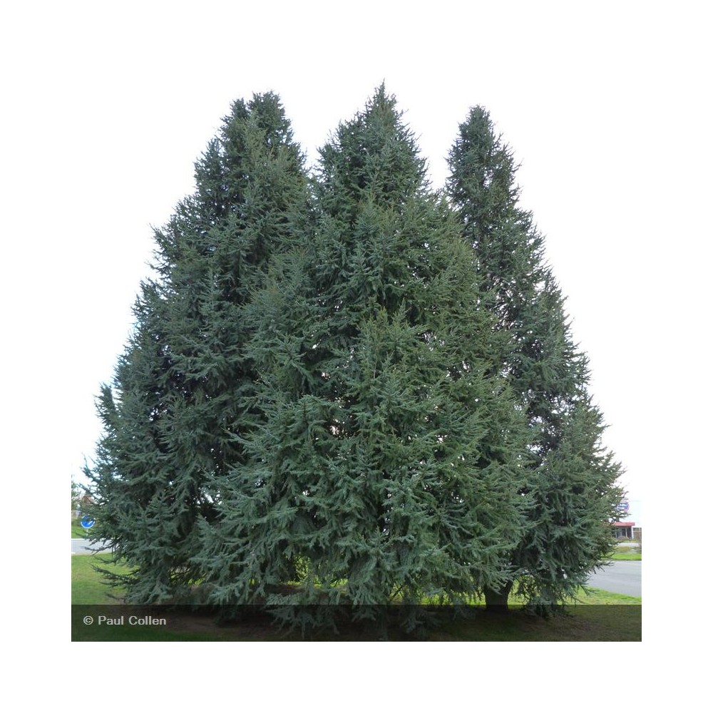 CEDRUS atlantica Glauca