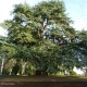 CEDRUS atlantica Glauca