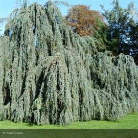 CEDRUS atlantica Glauca Pendula