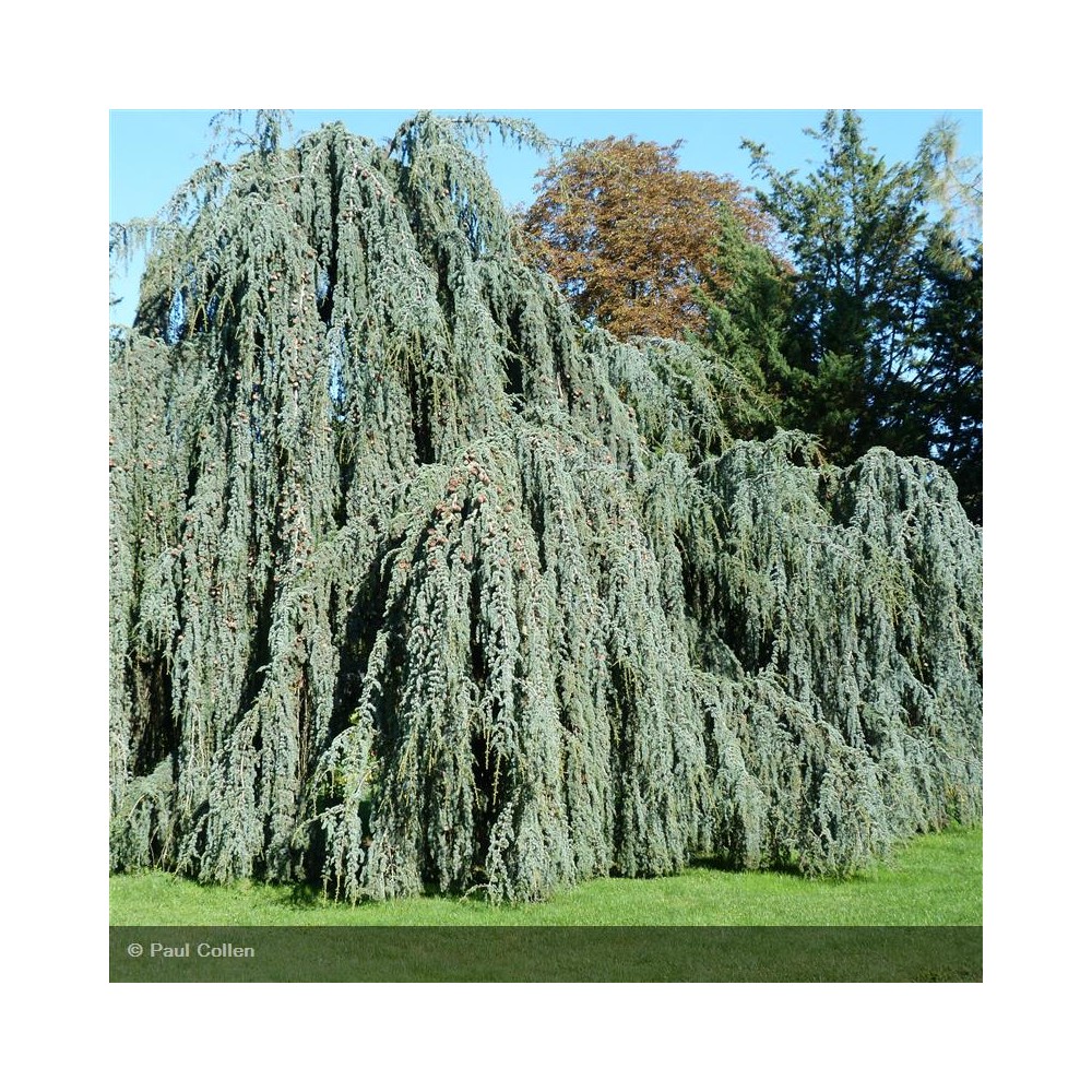 CEDRUS atlantica Glauca Pendula