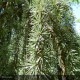 CEDRUS atlantica Glauca Pendula