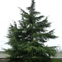 CEDRUS deodara