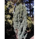 CHAMAECYPARIS lawsoniana Ellwoodii