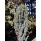CHAMAECYPARIS lawsoniana Ellwoodii